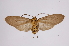  ( - INB0003977056)  @13 [ ] Copyright (2012) B. Espinoza Instituto Nacional de Biodiversidad