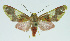  (Trichromia amelia - INB0004041677)  @15 [ ] CreativeCommons - Attribution Non-Commercial No Derivatives (2011) Alex Smith University of Guelph