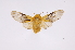  ( - INB0004103635)  @11 [ ] Copyright (2012) B. Espinoza Instituto Nacional de Biodiversidad