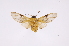  ( - INB0004103635)  @11 [ ] Copyright (2012) B. Espinoza Instituto Nacional de Biodiversidad