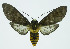  (Pachydota Espinoza01 - INB0004161038)  @14 [ ] CreativeCommons - Attribution Non-Commercial No Derivatives (2011) Alex Smith University of Guelph