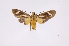  ( - INB0004183282)  @12 [ ] Copyright (2012) B. Espinoza Instituto Nacional de Biodiversidad