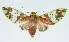  (Amaxia beata - INB0004189646)  @14 [ ] CreativeCommons - Attribution Non-Commercial No Derivatives (2011) Alex Smith University of Guelph