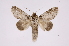  ( - INB0003041217)  @11 [ ] Copyright (2012) I. Chacon Instituto Nacional de Biodiversidad
