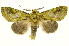  (Hapigia repandensICG01 - INB0003042850)  @15 [ ] Copyright (2012) Juan Mata Lorenzen Unspecified