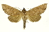  (Hapigia denhezi - INB0003043507)  @15 [ ] Copyright (2012) Juan Mata Lorenzen Unspecified