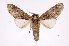  ( - INB0003050075)  @14 [ ] Copyright (2012) I. Chacon Instituto Nacional de Biodiversidad
