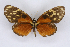  ( - INB0003055189)  @11 [ ] CreativeCommons - Attribution Non-Commercial Share-Alike  National Biodiversity Institute of Costa Rica National Biodiversity Institute of Costa Rica