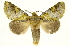  (Rhapigia accipiterICG01 - INB0003055316)  @15 [ ] Copyright (2012) J. Montero INBio