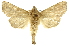  (Gopha manacoides - INB0003080697)  @14 [ ] Copyright (2012) J. Montero INBio