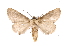  ( - INB0003088276)  @11 [ ] Copyright (2012) I. Chacon Instituto Nacional de Biodiversidad