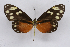  ( - INB0003120686)  @11 [ ] CreativeCommons - Attribution Non-Commercial Share-Alike (2012) National Biodiversity Institute of Costa Rica National Biodiversity Institute of Costa Rica