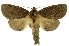  (Disphragis danalaICG02 - INB0003125293)  @14 [ ] Copyright (2012) Juan Mata Lorenzen Unspecified