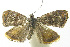  ( - INB0003145835)  @11 [ ] CreativeCommons - Attribution Non-Commercial Share-Alike (2012) National Biodiversity Institute of Costa Rica National Biodiversity Institute of Costa Rica