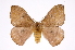  (Hylesia bertrandi talamanca - INB0003153967)  @15 [ ] Copyright (2012) I. Chacon Instituto Nacional de Biodiversidad