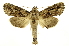  (Elymiotis complicata - INB0003173850)  @15 [ ] Copyright (2012) Juan Mata Lorenzen Unspecified