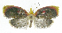  (Gonionota phillipsEPR06 - INB0003220406)  @13 [ ] CreativeCommons - Attribution Non-Commercial Share-Alike  National Biodiversity Institute of Costa Rica National Biodiversity Institute of Costa Rica