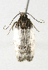  (Antaeotricha radicalisEPR02 - INB0003241329)  @11 [ ] CreativeCommons - Attribution Non-Commercial Share-Alike  National Biodiversity Institute of Costa Rica National Biodiversity Institute of Costa Rica