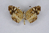  (Anthanassa frisia - INB0003300699)  @11 [ ] CreativeCommons - Attribution Non-Commercial Share-Alike  National Biodiversity Institute of Costa Rica National Biodiversity Institute of Costa Rica