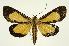  (Erbessa salvini - INB0003301464)  @11 [ ] Copyright (2012) Juan Mata Lorenzen Unspecified