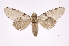  ( - INB0003309815)  @11 [ ] Copyright (2012) I. Chacon Instituto Nacional de Biodiversidad