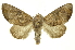  ( - INB0003316720)  @11 [ ] Copyright (2012) Juan Mata Lorenzen INBio