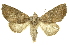  ( - INB0003317296)  @14 [ ] Copyright (2012) Juan Mata Lorenzen INBio