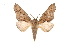  ( - INB0003327184)  @14 [ ] Copyright (2012) I. Chacon Instituto Nacional de Biodiversidad
