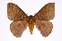  (Hylesia bertrandi - INB0003339730)  @15 [ ] Copyright (2012) I. Chacon Instituto Nacional de Biodiversidad