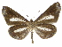  ( - INB0003339992)  @11 [ ] Copyright (2012) J. Montero Instituto Nacional de Biodiversidad