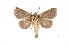  ( - INB0003340667)  @12 [ ] Copyright (2012) I. Chacon Instituto Nacional de Biodiversidad