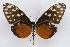  ( - INB0003341314)  @11 [ ] CreativeCommons - Attribution Non-Commercial Share-Alike (2012) National Biodiversity Institute of Costa Rica National Biodiversity Institute of Costa Rica