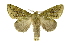  (Disphragis cariba - INB0003351099)  @11 [ ] Copyright (2012) Juan Mata Lorenzen Unspecified