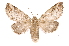  ( - INB0003351734)  @11 [ ] Copyright (2012) I. Chacon Instituto Nacional de Biodiversidad