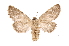  ( - INB0003351734)  @11 [ ] Copyright (2012) I. Chacon Instituto Nacional de Biodiversidad