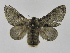  (Tolype Montero04 - INB0003351758)  @14 [ ] Copyright (2012) J. Montero Instituto Nacional de Biodiversidad