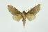  (Hapigia nodicornisICG01 - INB0003352360)  @14 [ ] Copyright (2012) Juan Mata Lorenzen INBio