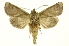 (Poresta lophocera - INB0003375667)  @11 [ ] Copyright (2012) Juan Mata Lorenzen Unspecified