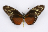  (Heliconius formosus - INB0003379878)  @15 [ ] CreativeCommons - Attribution Non-Commercial Share-Alike  National Biodiversity Institute of Costa Rica National Biodiversity Institute of Costa Rica