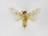  (Titya Montero03 - INB0003386123)  @11 [ ] Copyright (2012) J. Montero Instituto Nacional de Biodiversidad