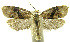  (Netechma phillipsEPR02 - INB0003388396)  @13 [ ] CreativeCommons - Attribution Non-Commercial Share-Alike (2012) National Biodiversity Institute of Costa Rica National Biodiversity Institute of Costa Rica