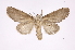  ( - INB0003388664)  @11 [ ] Copyright (2012) I. Chacon Instituto Nacional de Biodiversidad