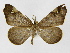  (Macrosoma costilunata - INB0003401355)  @14 [ ] Copyright (2012) J. Montero Instituto Nacional de Biodiversidad