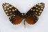  ( - INB0003403063)  @12 [ ] CreativeCommons - Attribution Non-Commercial Share-Alike (2012) National Biodiversity Institute of Costa Rica National Biodiversity Institute of Costa Rica