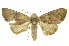  ( - INB0003403215)  @11 [ ] Copyright (2012) Juan Mata Lorenzen INBio