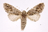  ( - INB0003416106)  @14 [ ] Copyright (2012) I. Chacon Instituto Nacional de Biodiversidad