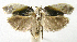  (Antaeotricha ribbei - INB0003433637)  @14 [ ] CreativeCommons - Attribution Non-Commercial Share-Alike  National Biodiversity Institute of Costa Rica National Biodiversity Institute of Costa Rica
