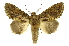  (Disphragis carantis - INB0003433929)  @15 [ ] Copyright (2012) Juan Mata Lorenzen Unspecified