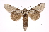  ( - INB0003434775)  @14 [ ] Copyright (2012) I. Chacon Instituto Nacional de Biodiversidad