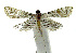  ( - INB0003435571)  @12 [ ] CreativeCommons - Attribution Non-Commercial Share-Alike  National Biodiversity Institute of Costa Rica National Biodiversity Institute of Costa Rica